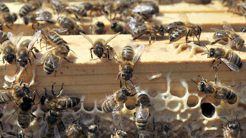 Une bonne nouvelle pour les abeilles
